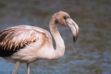 Young flamingo chick on shallow water in the wild close up