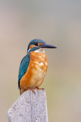 Close-up of Common Kingfisher Eurasian kingfisher Alcedo atthis on fence on white background