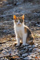 Yong cat kitten on the rocks against the sun