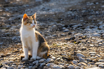 Yong cat kitten on the rocks against the sun
