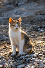 Yong cat kitten on the rocks against the sun