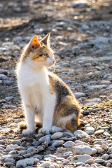 Yong cat kitten on the rocks against the sun