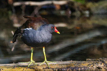 Common Gallinule Gallinula chloropus Common Moorhen on the water