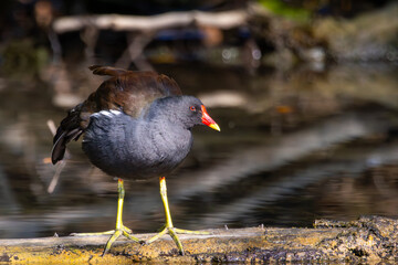 Common Gallinule Gallinula chloropus Common Moorhen on the water