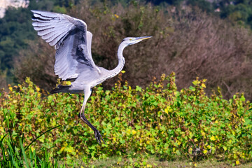 Gray Heron flying in the trees, water bird