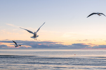 Three seagulls flying above calm sea. Freedom in motion.