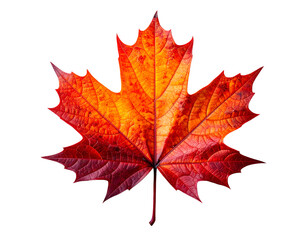 vibrant autumn maple leaf with red orange veins detailed texture on isolated background