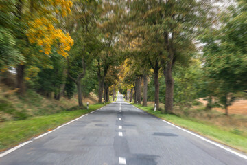 Fototapeta premium Tree lined road in autumn forest. Peaceful perspective.