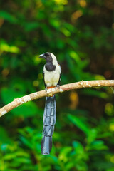 Beautiful photograph of white bellied treepie crow family endemic perched on dead tree feeding background blur portrait shot wallpaper dense forest jungle.