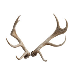 Obraz premium Stag antlers on clear background