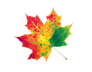 colors of rainbow. colorful autumn maple leaf. all colors of the rainbow. autumn concept.