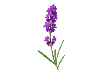 Obraz premium Lavender flower plant with green leaves on transparent background