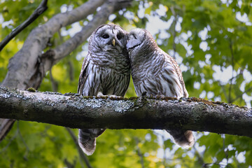 Life long mated pair of barred owls Strix varia snuggle close and preen each other in southern Ontario Canada