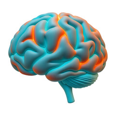 Human brain anatomy with highlighted areas isolated on transparent background