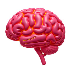 Pink anatomical brain model isolated on transparent background