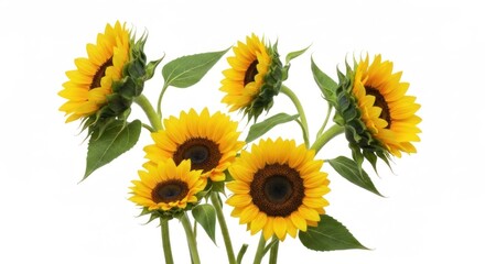 Fototapeta premium Group of vibrant yellow sunflowers with green leaves on a bright white background