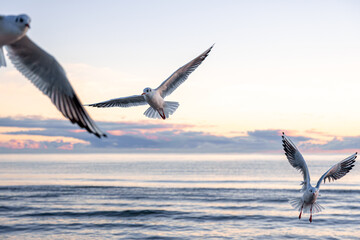 Seagulls flying over sunrise sea. Morning freedom.