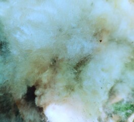 close up photo of kapok, kapok is white and has a smooth texture