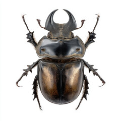 Male rhinoceros beetle specimen in frontal flat lay composition