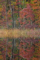 Autumn landscape with mirrored reflections in calm water, Deep Lake, Michigan, USA