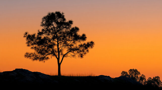 Isolated pine tree in sunset light creates peaceful silhouette against orange sky on rocky hill