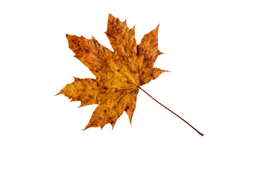 Dry brown autumn maple leaf with rain drops isolated transparent png