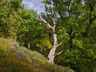 Ancient oak tree standing on the rocky slope of Kemesnye Hill in the Bükk Mountains. Sunlit leaves and dramatic forest background in autumn.