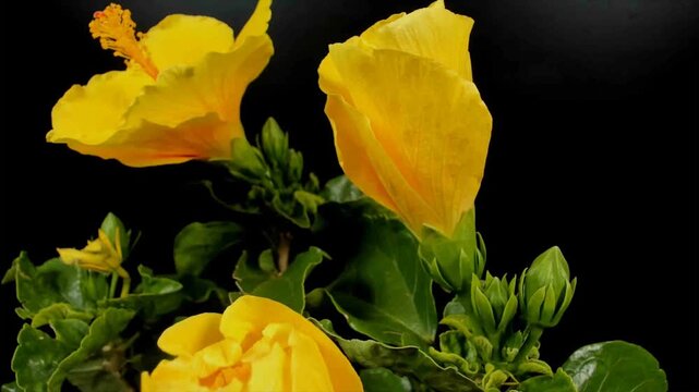 Fioritura rapida di un bell hibiscus giallo