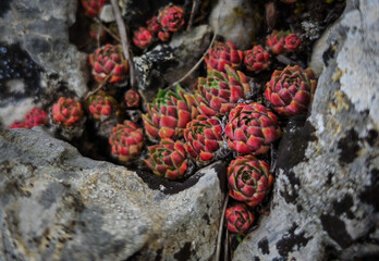 Cluster of red-tipped houseleek (Sempervivum sp.) rosettes growing in a limestone crack on Kemesnye Hill, Bükk Mountains, Hungary. A resilient alpine succulent.