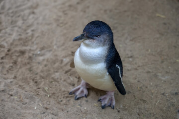 The Fairy penguin or blue penguin is so cute and local animal in phillip island,Australia