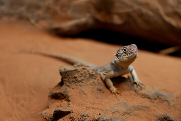 The Central Netted Dragon is nature animal in australia © pumppump