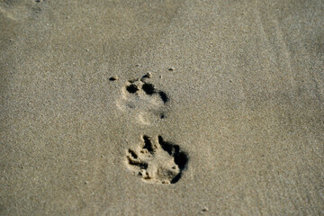 dog paw print on sand beach