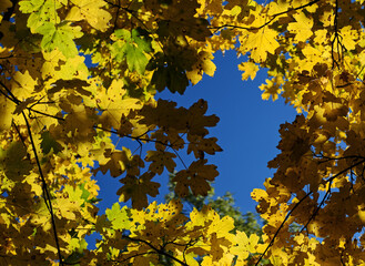 Golden and green maple leaves frame the deep blue autumn sky in the Bükk Mountains, Hungary. A bright and colorful symbol of the fall season.