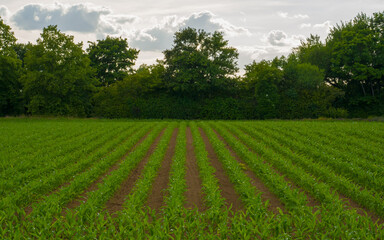 Landscape with rows of green corn sprouts, green trees in background