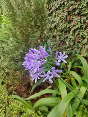 Fototapeta premium purple flowers in the forest