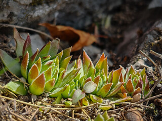 Close-up of a houseleek (Sempervivum tectorum) growing on sunlit limestone rock near Odvas-kő, Bükk Mountains, Hungary. Hardy alpine succulent plant.