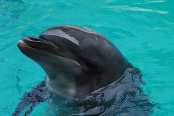 伊豆・三津シーパラダイスで暮らしているイルカ