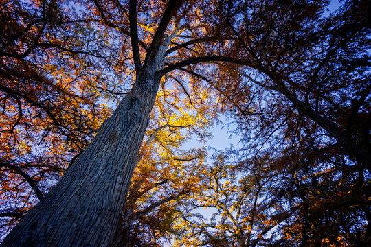 Bold Cypress tree is turning its color to yellow and orange in the sunset. Fall is the most beautiful season of the year. 