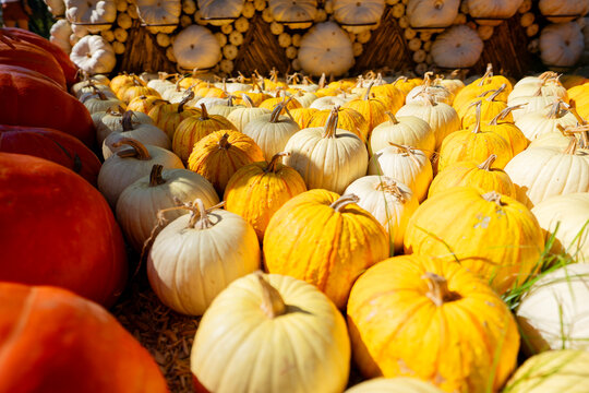 Pumpkin patch in Dallas Arboretum. All kinds of pumpkins are piled up everywhere in the beautiful garden. Fall atmosphere is in the air. 