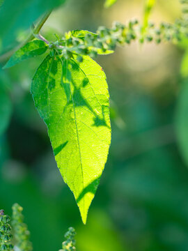 Shadows on a green leaves