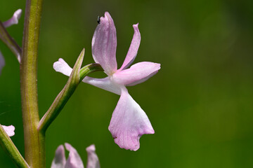 Lax-flowered orchid // Lockerblütiges Knabenkraut (Anacamptis laxiflora) - Vjosa-Narta Delta, Albania