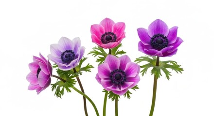 Obraz premium Vibrant anemone blossoms in pink & purple with dark centers on white