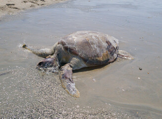 Washed up dead sea turtle. Highlights urgent conservation issues, bycatch, plastic litter, and threats to marine biodiversity.