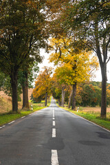 Autumn road between trees. Countryside calm and direction.