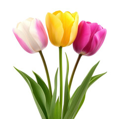 Fototapeta premium Tulip isolate on transparent background