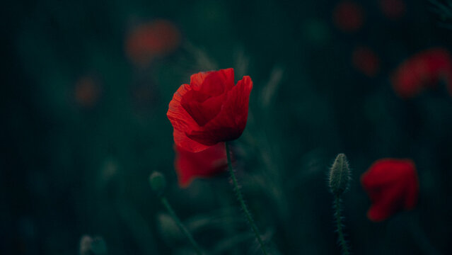 Beautiful red poppy flowers blooming in a green field, vibrant macro image of delicate petals with natural sunlight, summer meadow with bright wildflowers