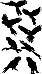 Silhouette set of parrots