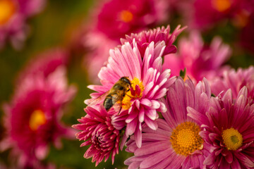 Obraz premium bee on a flower