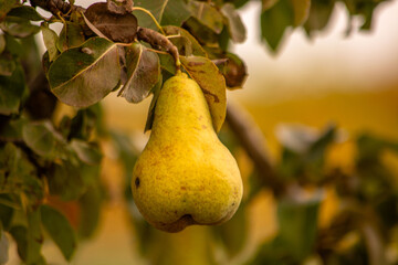 pear on the tree