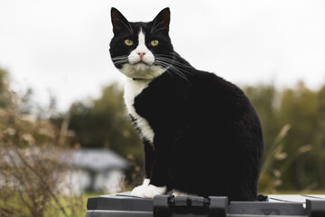 black cat with a white neck and nose and paws sits on a black plastic compost box in a rural homestead on a sunny autumn day.